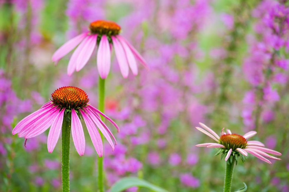 <p>Bellissima anche l'<strong data-redactor-tag="strong" data-verified="redactor">Echinacea</strong>, una pianta erbacea che produce tantissimi fiori colorati e profumati, anche lei non necessita di molte cure, basterà innaffiarla una volta ogni tre settimane.&nbsp;<span class="redactor-invisible-space" data-verified="redactor" data-redactor-tag="span" data-redactor-class="redactor-invisible-space"></span></p>