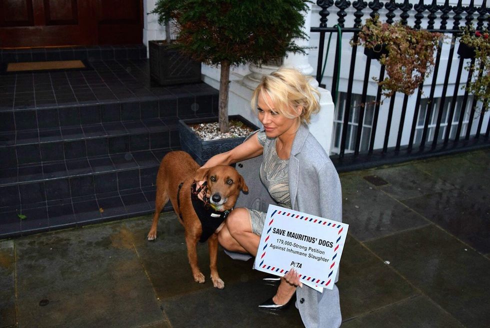 Pamela-Anderson-Mauritius-cani-PETA