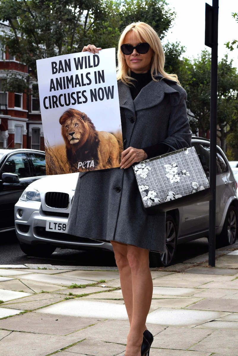Pamela-Anderson-contro animali selvatici nei circhi