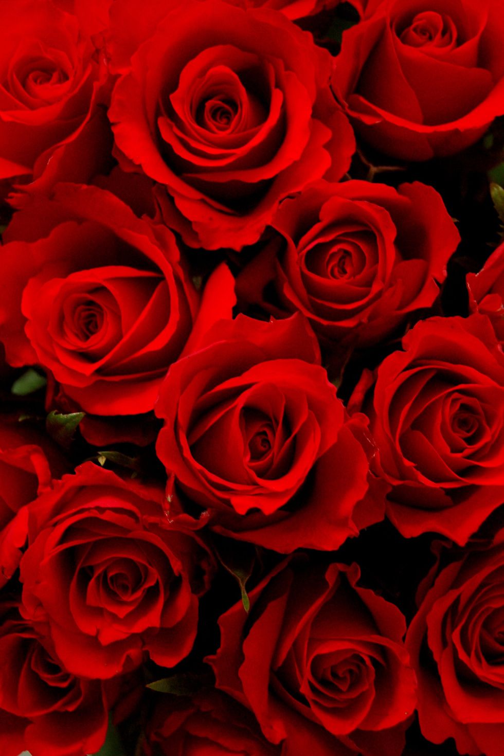 Petal, Flower, Red, Flowering plant, Rose family, Still life photography, Carmine, Rose order, Colorfulness, Rose, 