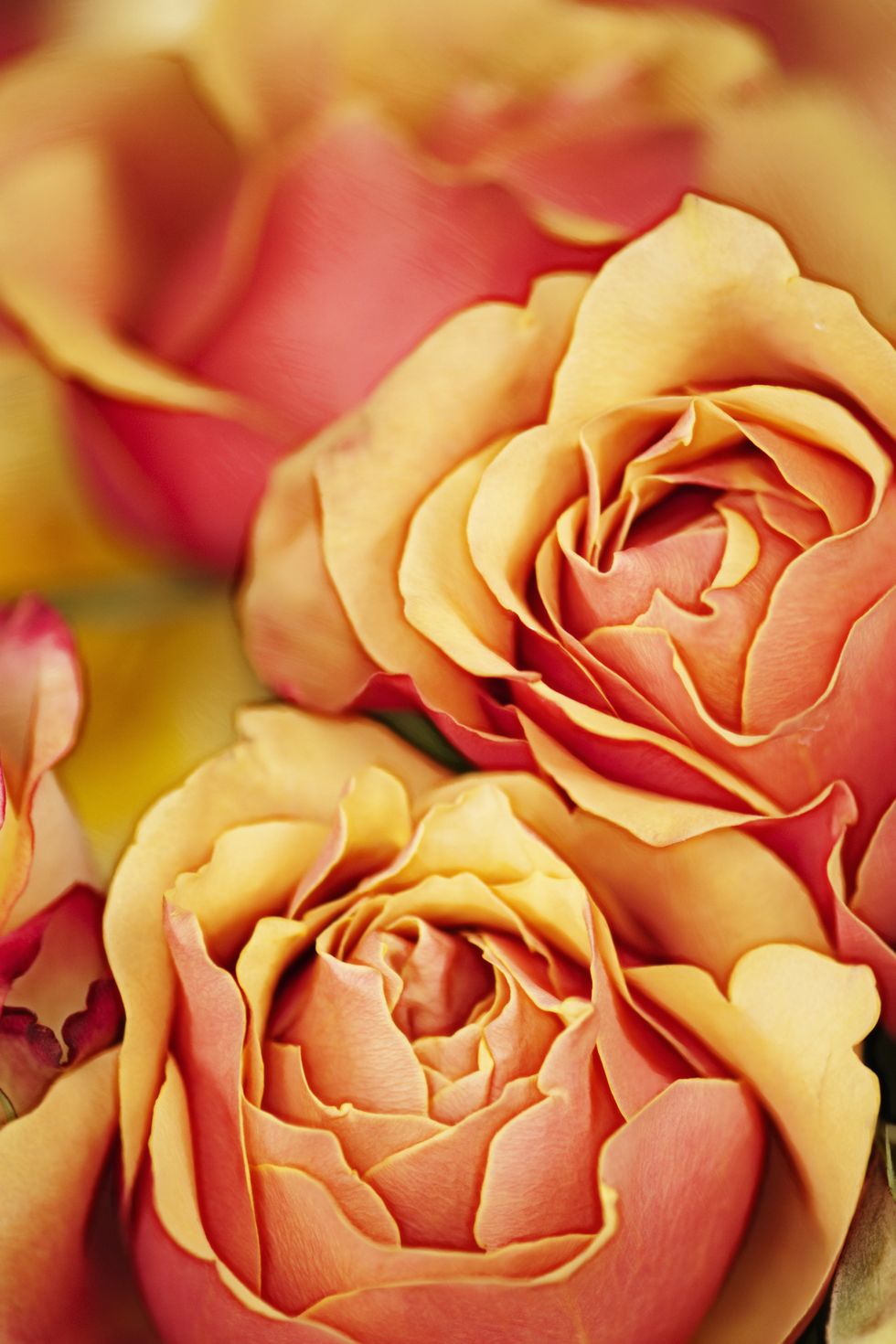Petal, Yellow, Flower, Pink, Rose family, Garden roses, Flowering plant, Orange, Rose order, Rose, 