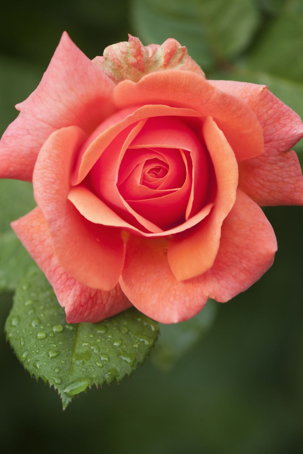 Petal, Flower, Red, Pink, Botany, Flowering plant, Terrestrial plant, Rose, Rose family, Annual plant, 