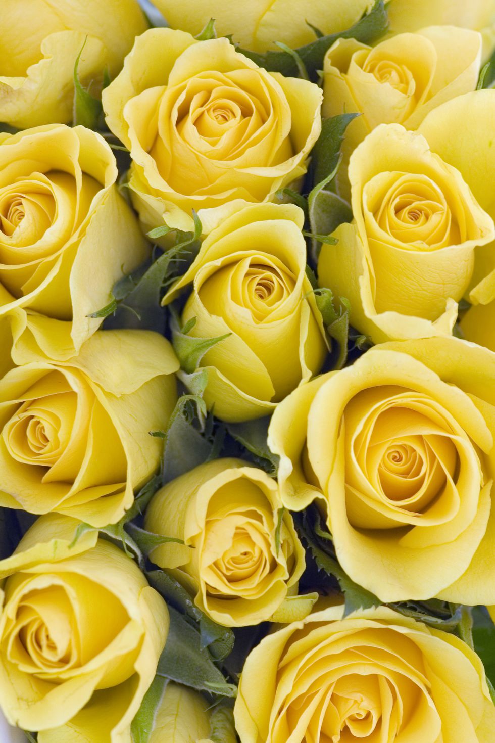 Yellow, Petal, Flower, Orange, Amber, Flowering plant, Rose family, Floristry, Bouquet, Rose order, 