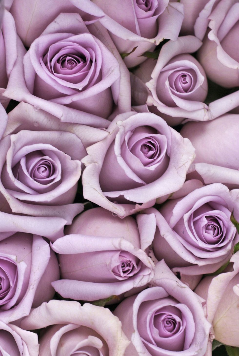 Purple, Petal, Violet, Flower, Lavender, Pink, Flowering plant, Colorfulness, Lilac, Rose family, 