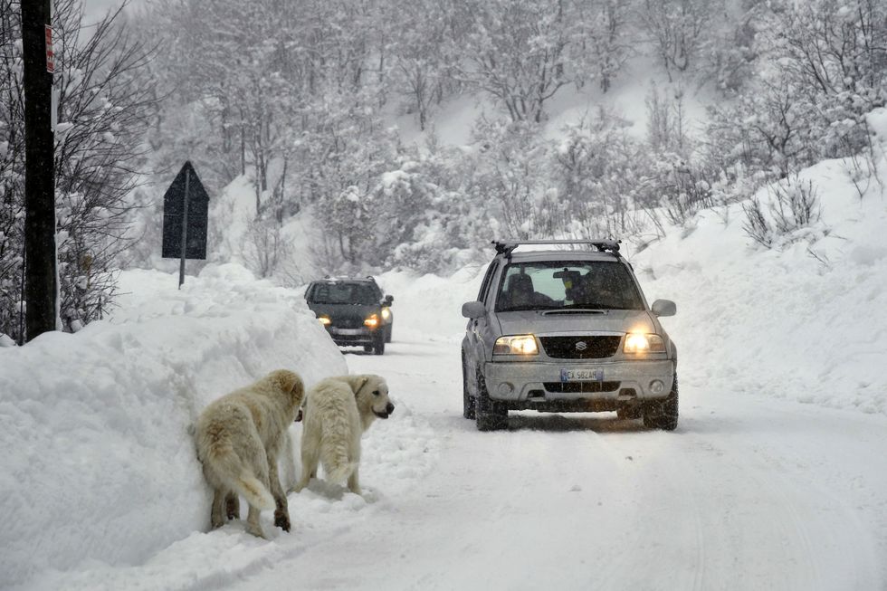 Winter, Vehicle, Snow, Freezing, Automotive exterior, Automotive lighting, Mammal, Car, Headlamp, Carnivore, 