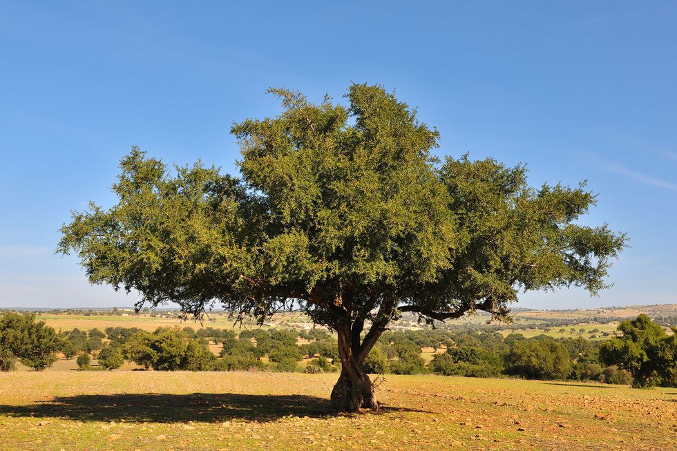 L'albero da cui si ricava l'olio di Argan