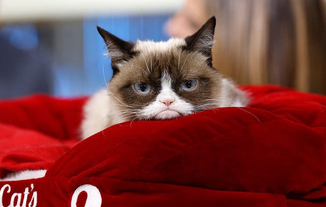 giornata-del-gatto-grumpy-cat