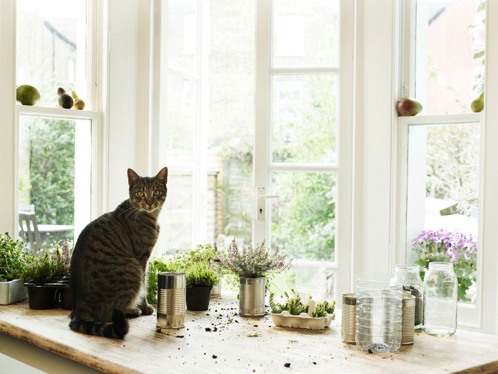 Plant, Small to medium-sized cats, Vertebrate, Felidae, Cat, Whiskers, Interior design, Mammal, Room, Flowerpot, 