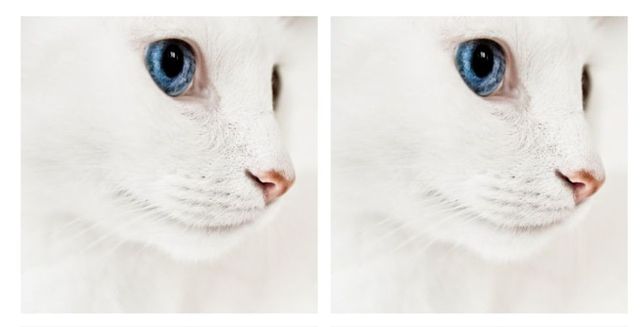 Skin, Vertebrate, White, Whiskers, Iris, Carnivore, Organ, Snout, Cat, Photography, 