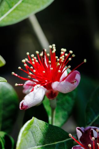 Frutto brasiliano feijoa