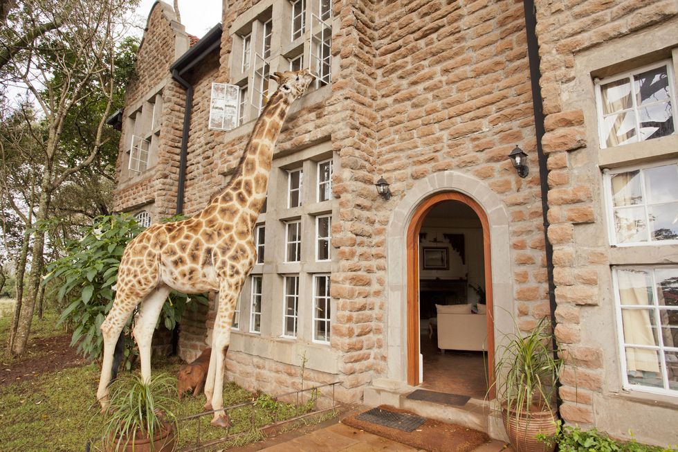 <p><span>This magical boutique hotel was built in the 1930s on the forested outskirts of Nairobi.&nbsp;</span><span>The Rothschild giraffes – which have been carefully nurtured and bred by the manor in order to reintroduce them to the wild – are known for sticking their heads through the windows at meal times, or joining&nbsp;</span><span>guests for afternoon tea on the terrace as the sun sets behind the Ngong Hills. Ten individually&nbsp;</span><span>styled rooms have elegant furnishings, art deco features and four-poster beds.</span></p><p><i data-redactor-tag="i">From about £430 a room a night (<a href="http://www.thesafaricollection.com" target="_blank" data-tracking-id="recirc-text-link">thesafaricollection.com</a>).</i></p>
