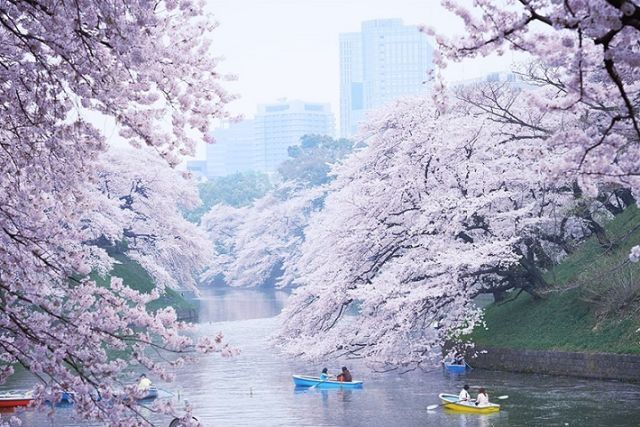 Tokyo Giappone fioritura ciliegi hanami sakura