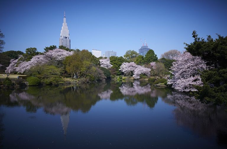 Tokyo Giappone fioritura ciliegi hanami sakura