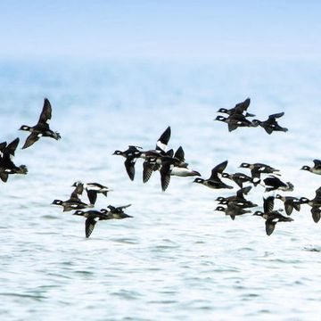 Flock, Bird migration, Bird, Animal migration, Flight, Wing, Water bird, Seabird, Vehicle, Shorebird, 