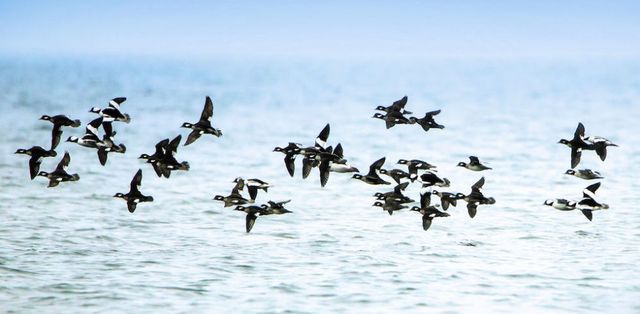 Flock, Bird migration, Bird, Animal migration, Flight, Wing, Water bird, Seabird, Vehicle, Shorebird, 