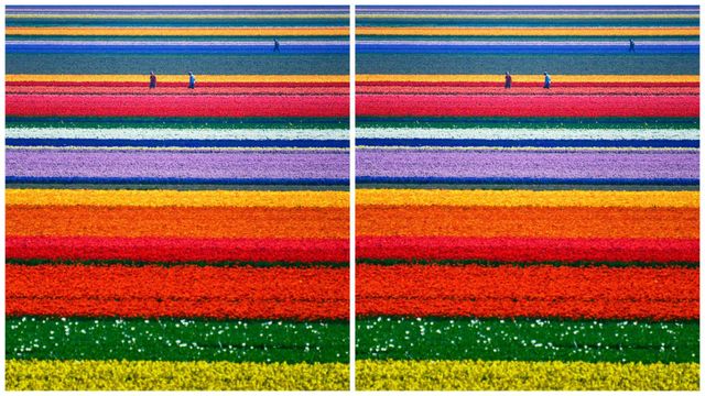 campo tulipani milano apertura