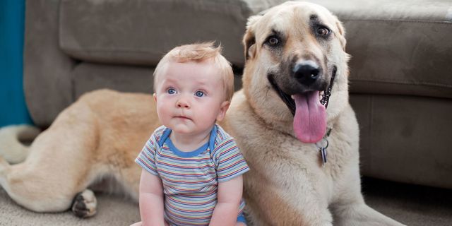 Un cane e un bimbo