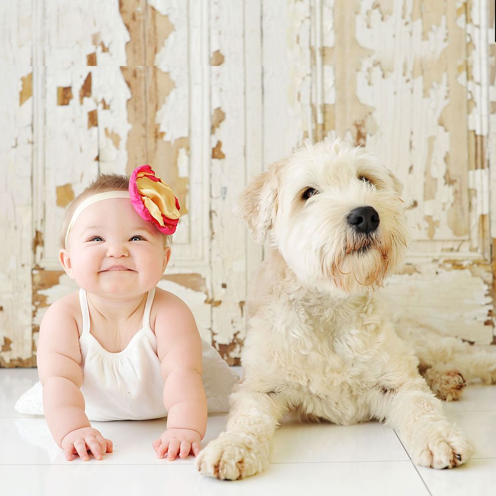 Dog breed, Dog, Vertebrate, Mammal, Carnivore, Baby & toddler clothing, Toy dog, Companion dog, Terrier, Puppy, 