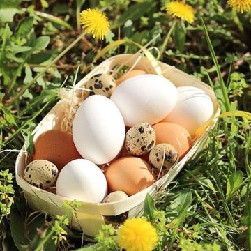 Egg, Egg, Bird nest, Nest, Grass, Plant, Food, 