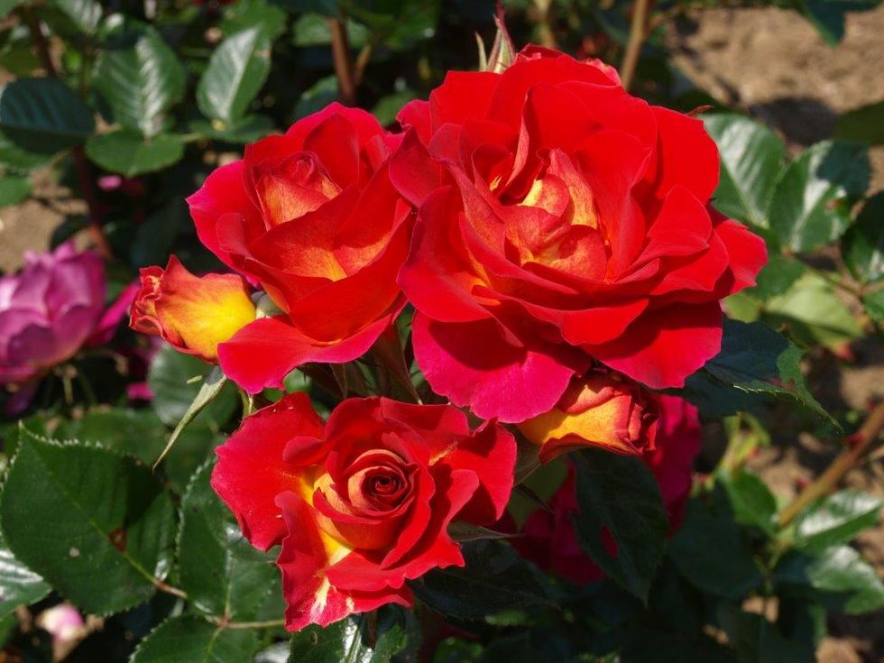 Rosa di Brera 1 - Rose Barni - Orticola 2017