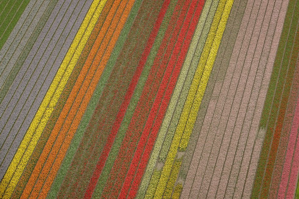 campi di tulipani in fiore olanda