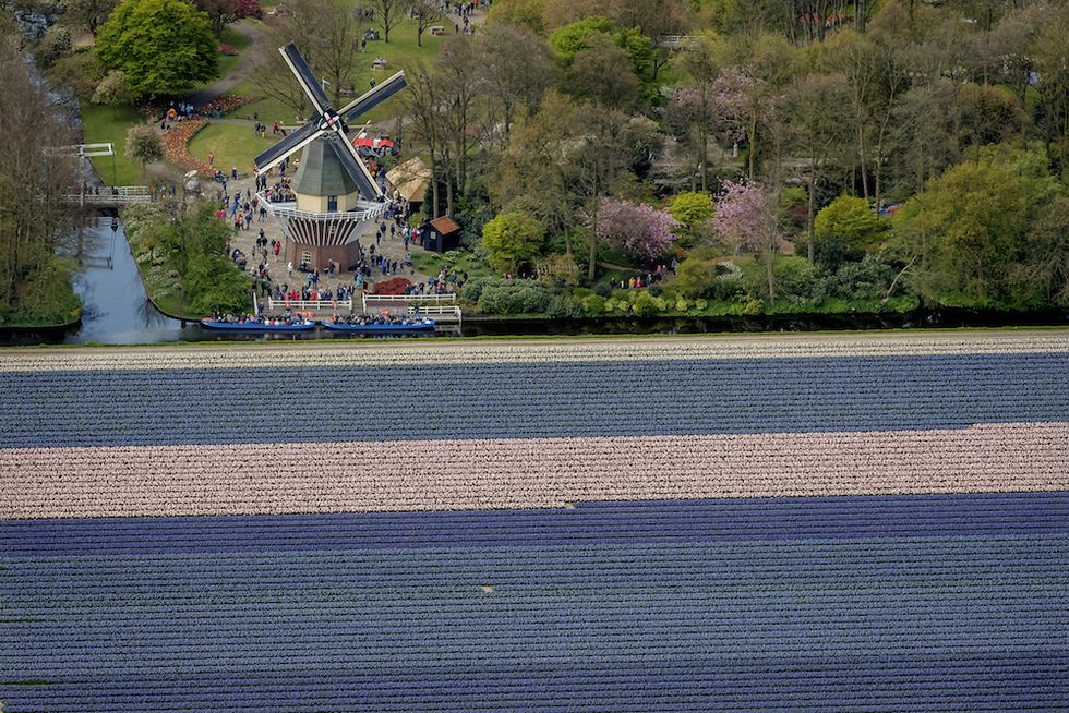 campi di tulipani in fiore olanda keukenhof
