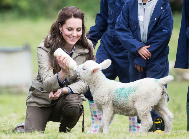 Kate Middleton con un agnello