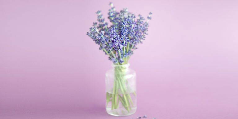 Flower, Lavender, Purple, Violet, Lavender, Lilac, English lavender, Vase, Plant, Cut flowers, 
