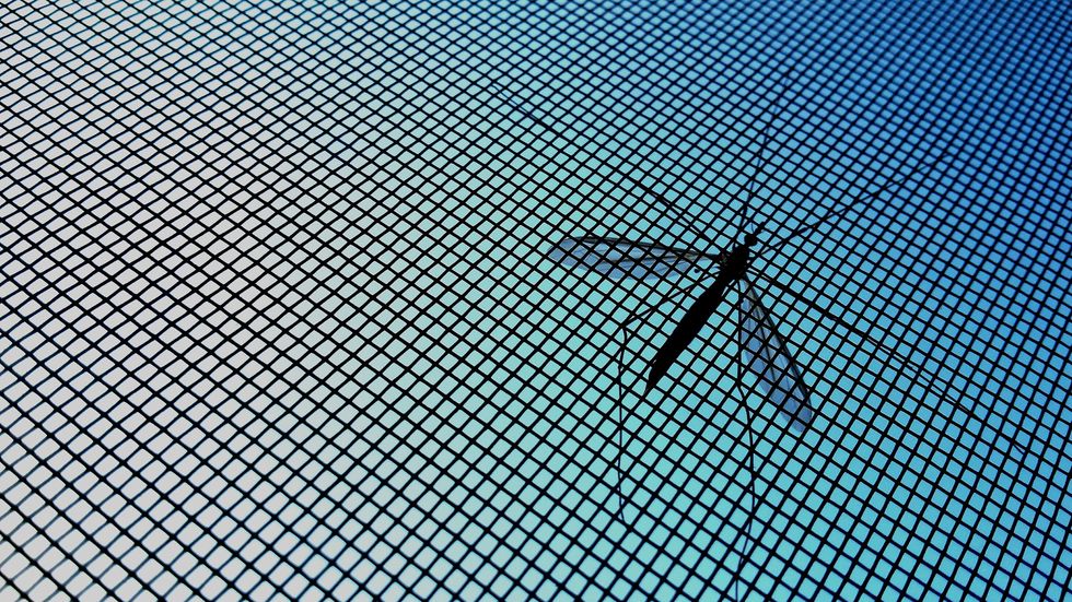 mosquito on a screen door