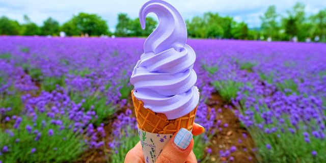 Lavender, Soft Serve Ice Creams, Frozen dessert, Purple, Ice cream, Flower, Plant, Lavender, Dairy, Ice cream cone, 