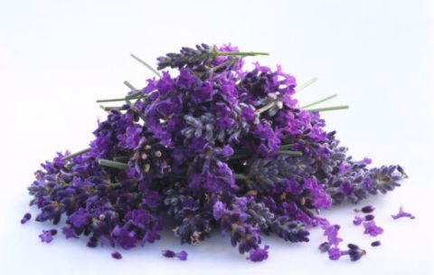 <p>L'olio essenziale alla <strong data-redactor-tag="strong" data-verified="redactor">lavanda </strong>(<a data-tracking-id="recirc-text-link" href="http://www.elle.com/it/benessere/salute/suggerimenti/g550/lavanda-olio-essenziale-fai-da-te-proprieta/">provate a farlo in casa!</a>)<strong data-redactor-tag="strong" data-verified="redactor"> </strong>ha un ottimo effetto calmante sul sistema nervoso, placa infatti l'ansia e l'irritabilità. Eccellente per prendere sonno, tanto che i famosi <strong data-redactor-tag="strong" data-verified="redactor">peluche termici</strong>, riscaldati nel microonde, rilasciano questo buonissimo profumo. Moltissime persone sono solite mettere un paio di gocce di olio alla lavanda sul cuscino per combattere l'<strong data-redactor-tag="strong" data-verified="redactor">insonnia</strong>.  <span data-redactor-tag="span" data-verified="redactor"></span></p>