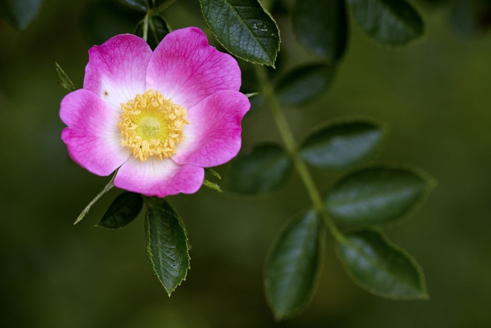 Flower, Flowering plant, Petal, Plant, Rosa rubiginosa, California wild rose, Woods' rose, Rosa dumalis, Pink, Rosa nutkana, 