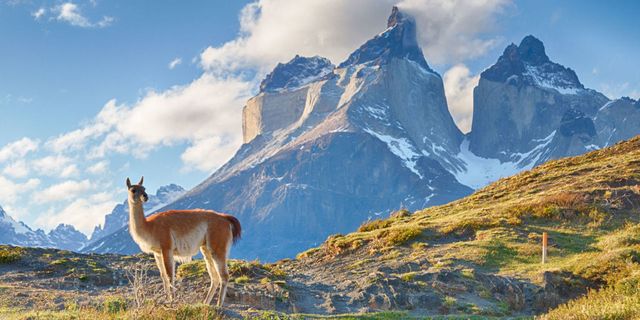 Guanaco, Mountainous landforms, Wildlife, Mountain, Sky, Nature, Natural landscape, Mountain range, Vicuña, Wilderness, 