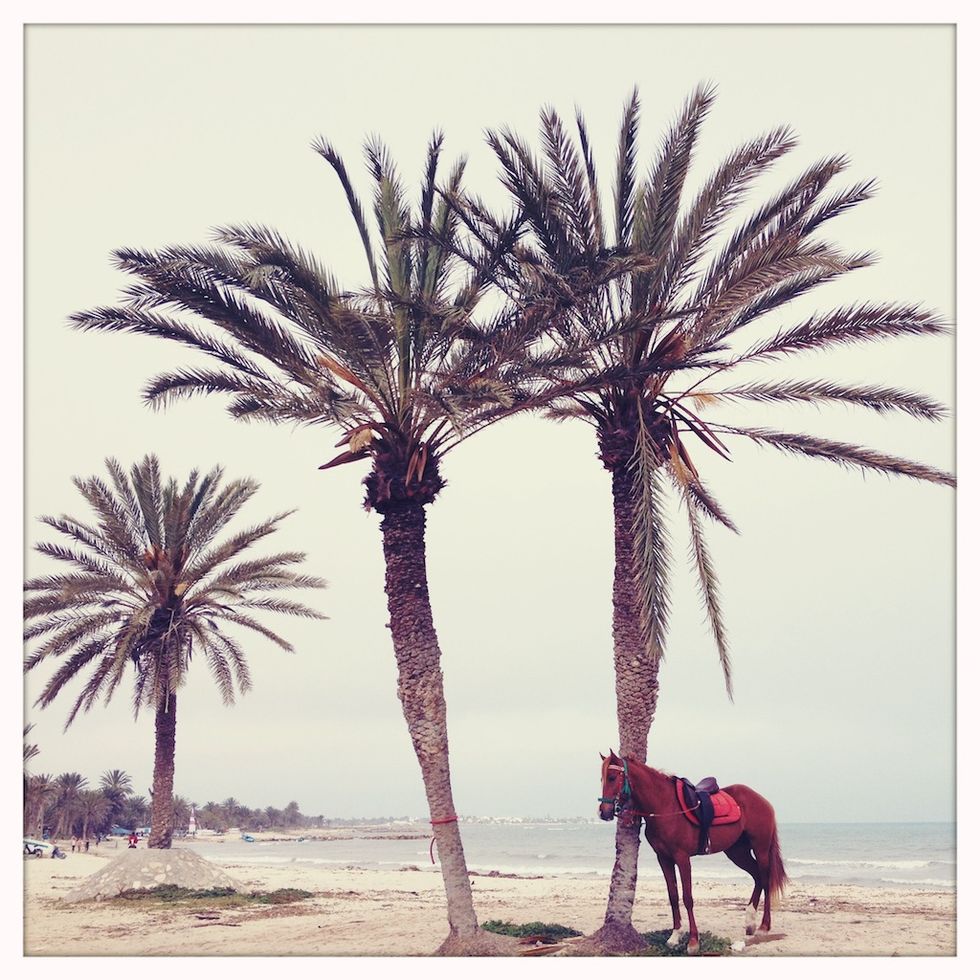 iDyssey - Djerba, cavallo usato per una cerimonia di matrimonio, Tunisia, aprile 2012 @ Stefano De Luigi