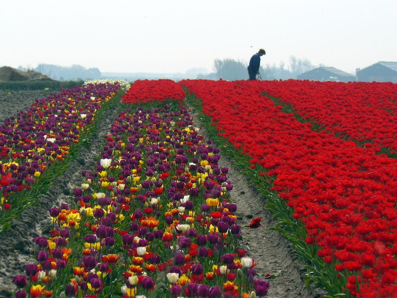 I tulipani in Olanda fioriscono da marzo a maggio