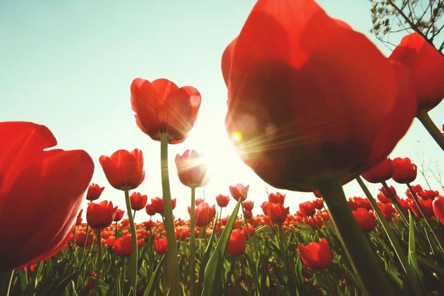 Red, Flower, Sky, Petal, Tulip, Plant, Spring, Coquelicot, Plant stem, Flowering plant, 