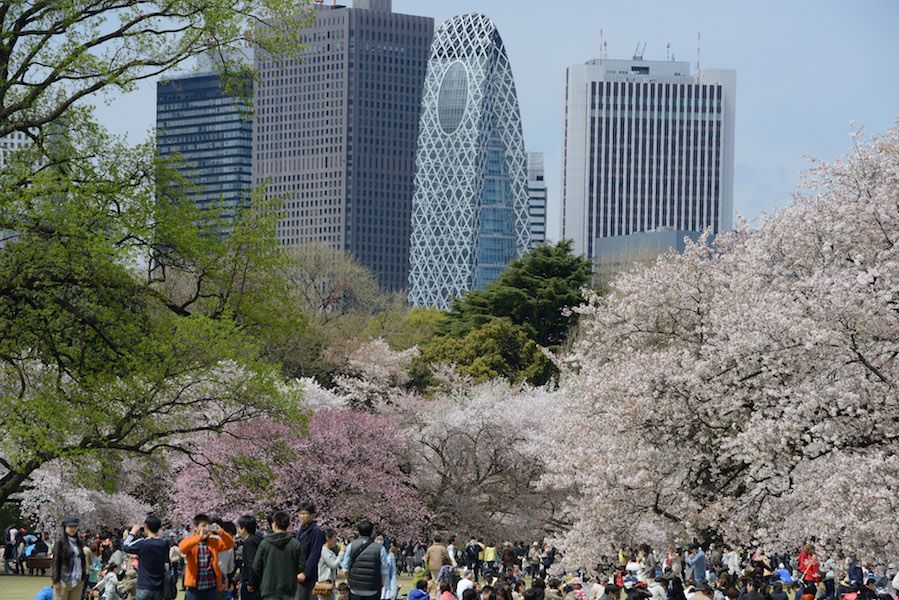 I ciliegi in fiore in Giappone sono un evento nazionale