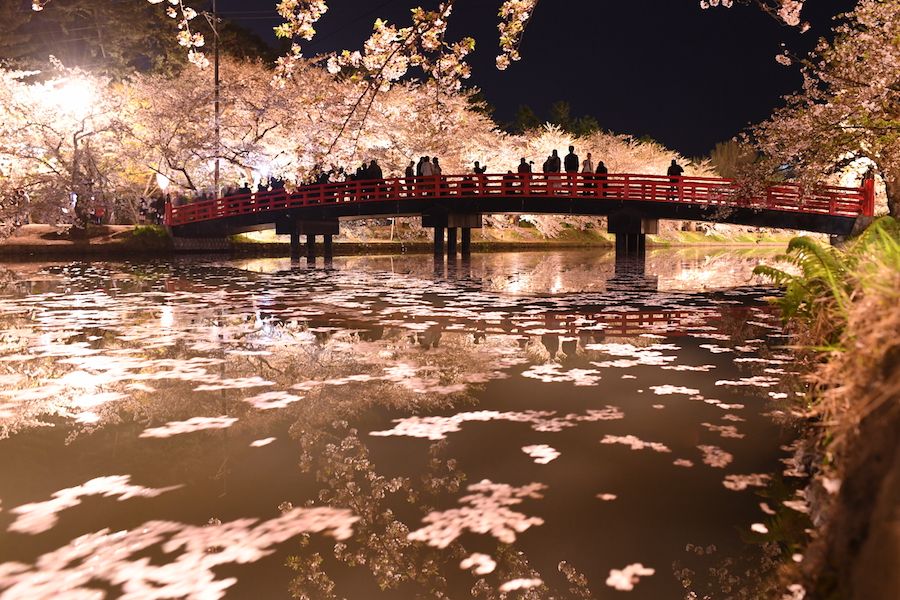 Il ciliegi in fiore in Giappone sono un'attrazione turistica
