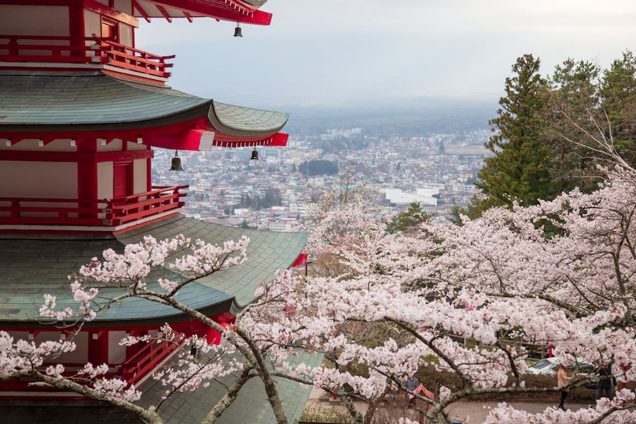 I ciliegi in fiore in Giappone sono un'attrattiva turistica