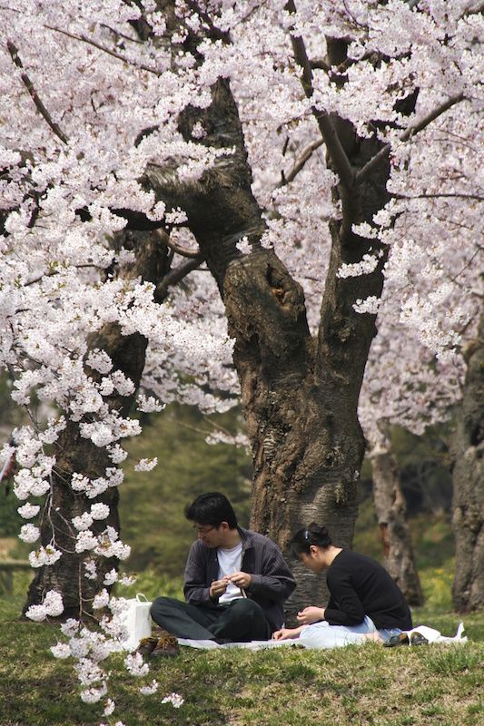 I ciliegi in fiore in Giappone sono un'attrattiva turistica