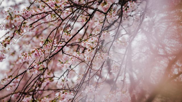 Branch, Nature, Tree, Blossom, Flower, Spring, Cherry blossom, Pink, Plant, Twig, 