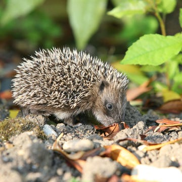 hedgehog in garden