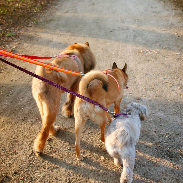 Dog breed, Dog, Carnivore, Vertebrate, Mammal, Sporting Group, Collar, Leash, Working animal, Fawn, 