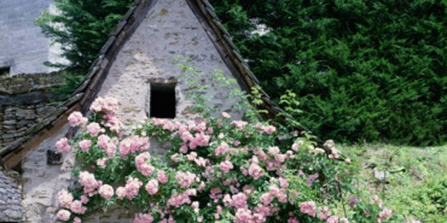 Shrub, Flower, House, Garden, Groundcover, Roof, Stone wall, Flowering plant, Spring, Subshrub, 