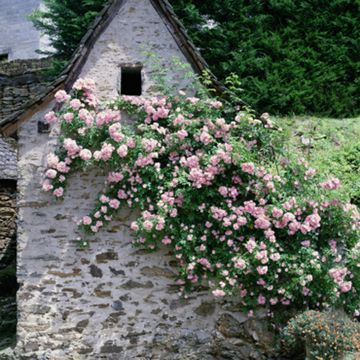 Shrub, Flower, House, Garden, Groundcover, Roof, Stone wall, Flowering plant, Spring, Subshrub, 