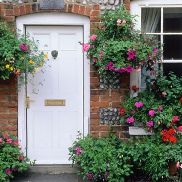 Plant, Flower, Shrub, House, Door, Petal, Fixture, Home door, Annual plant, Coquelicot, 