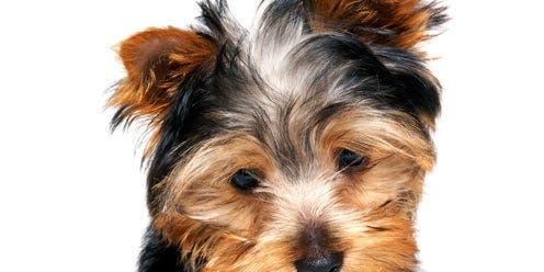 Brown, Dog breed, Dog, Vertebrate, Carnivore, Small terrier, Terrier, Snout, Toy dog, Australian terrier, 