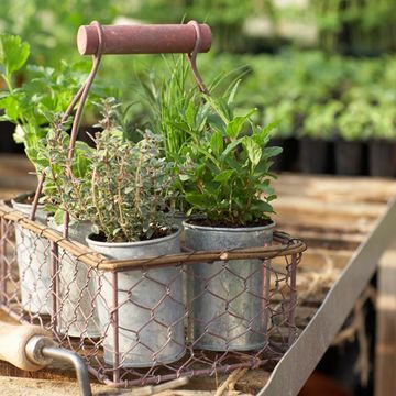 Flowerpot, Herb, Houseplant, Annual plant, 
