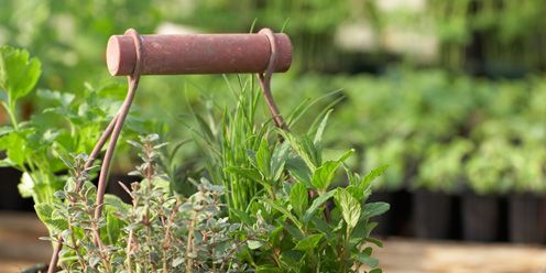 Flowerpot, Herb, Houseplant, Annual plant, 