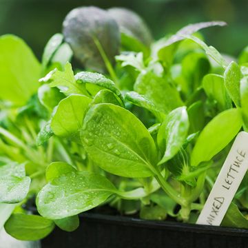 Leaf, Ingredient, Herb, Fines herbes, Annual plant, Publication, Spice, 